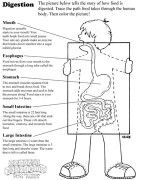 Digestion