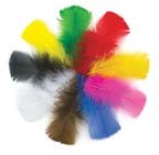 Turkey Tail Feather Hunt