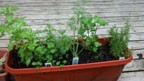 Pizza Herb Garden