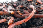 Worm Farm
